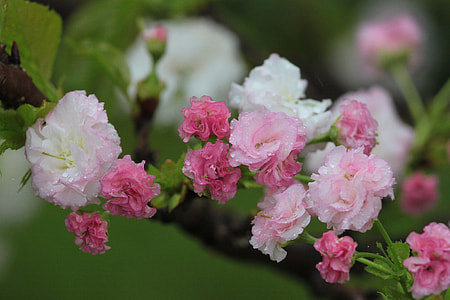 Flower, Cherry Blossoms thumbnail
