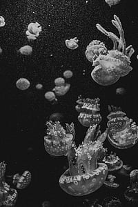 grayscale photo of group of jellyfish underwater thumbnail