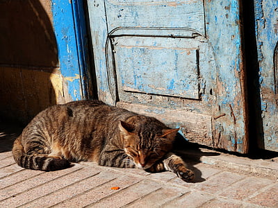 brown Tabby cat beside blue wooden door thumbnail
