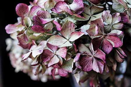 closeup photo of purple cluster flower thumbnail