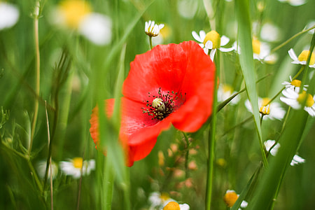 Red Weed Detail thumbnail