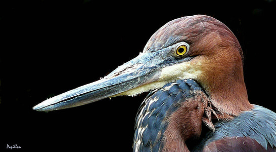 brown and blue bird thumbnail