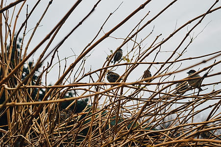 birds perching on leafless branches thumbnail
