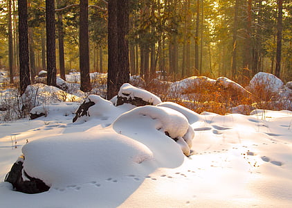 snow field photo thumbnail