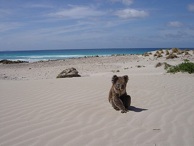 brown koala bear sitting on sand overlooking beach during daytime thumbnail
