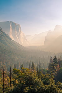 trees covered with fog thumbnail