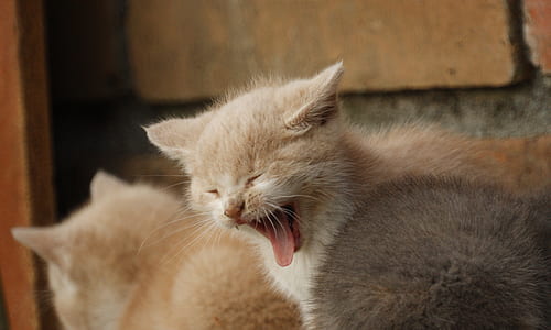 brown kitten thumbnail