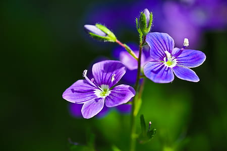 purple petaled flowers thumbnail