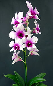 pink and white flowers thumbnail