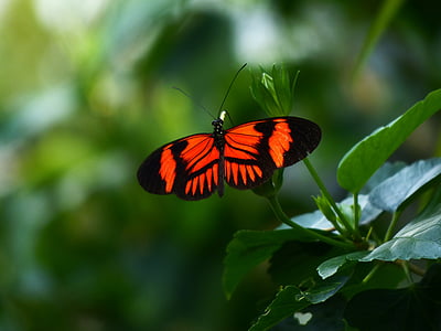 Doris longwing butterfly perched on green leaf thumbnail