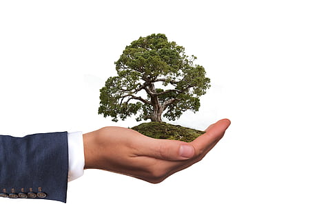 person holding Tree Of Life figurine thumbnail