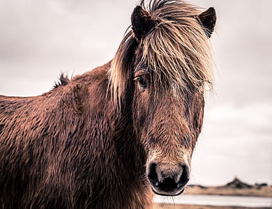 brown horse with hair blown by the wind thumbnail