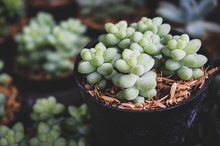 Shallow Focus Photo of Green Succulent Plants thumbnail