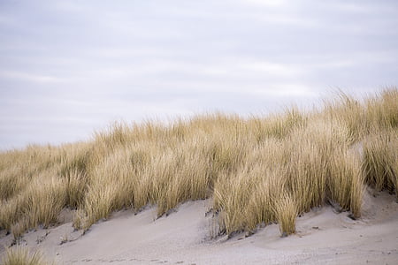 brown grass during daytime thumbnail