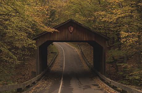 road with wooden shed surround by trees thumbnail