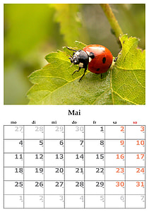 red and black ladybug calendar thumbnail