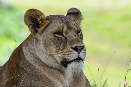 close-up photo of brown lioness thumbnail