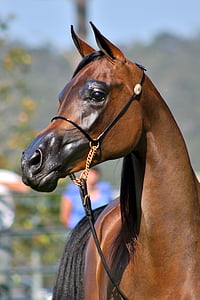 brown and black horse thumbnail