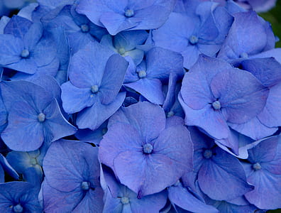 selective focus photography of purple flowers thumbnail