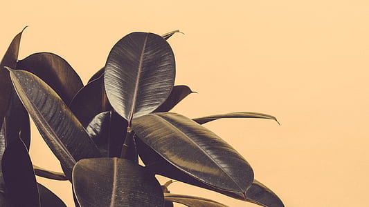 selective focus photo of green leafed plant thumbnail