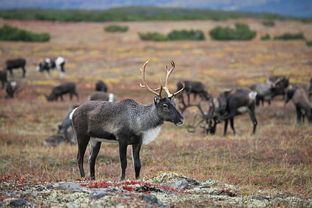 herd of deer thumbnail