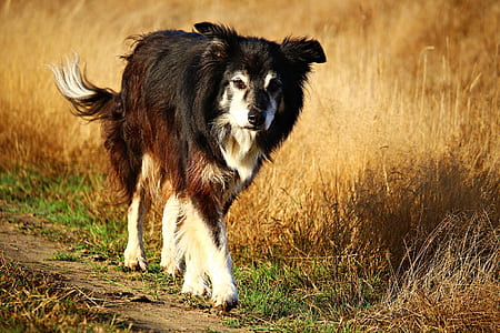 large long-coated black and white dog walking beside grass field during daytime thumbnail
