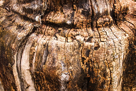 brown wooden tree trunk closeup photography thumbnail