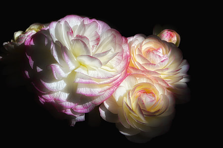 close-up photography of white and pink petaled flowers thumbnail