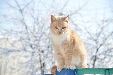orange tabby cat sitting on blue post thumbnail