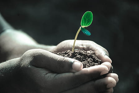 person planting tree thumbnail