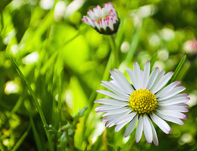 white flowers thumbnail