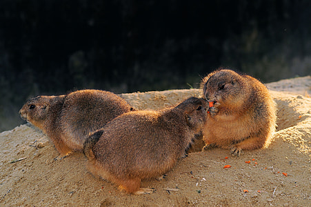 Prairie Dogs, North American Gophers thumbnail
