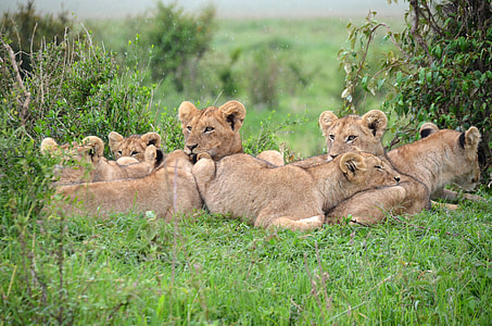 Pride of Lions in Kenya thumbnail