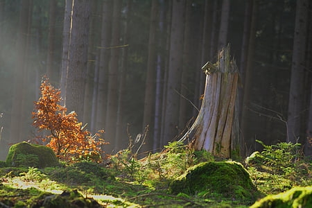 brown leaves surrounded by trees at daytime thumbnail