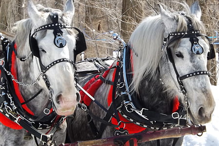 two white horses thumbnail
