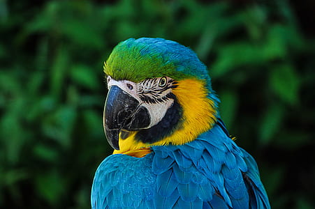 focus photography blue-and-yellow macaw thumbnail