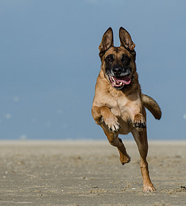 Belgian Shepherd Dog, Malinois thumbnail