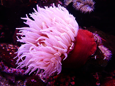 white and red coral thumbnail