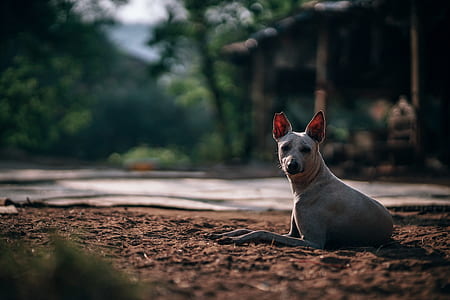 dog laying on soil thumbnail