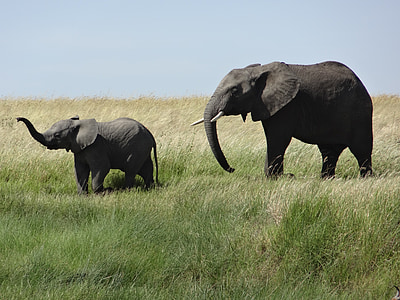 elephant and baby elephant at grass field during daytime thumbnail