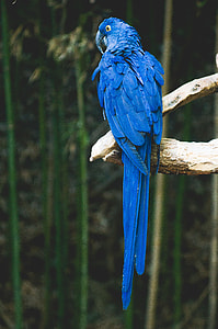 hyacinth macaw bird perched on tree branch thumbnail