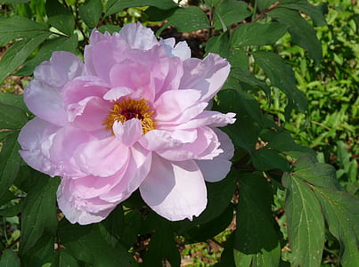 white and pink petaled flowers in bloom thumbnail