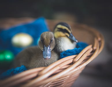 Selective Focus Photography of Ducks thumbnail