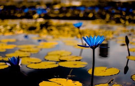 blue flowering plant thumbnail