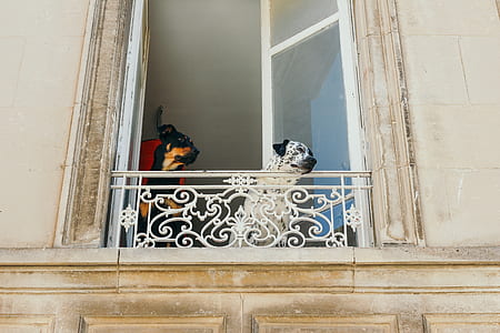 adult white and black dalmatian in front of window railing thumbnail