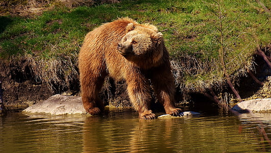 brown bear on body of water during daytime thumbnail