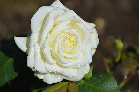 white rose thumbnail