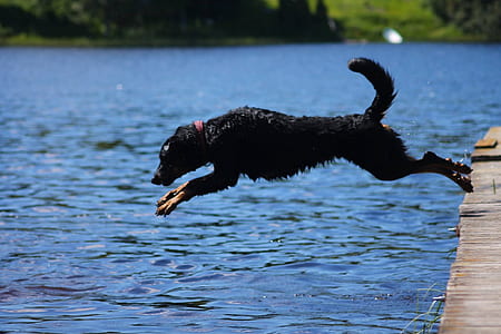 black dog jumping on body of water during daytime thumbnail