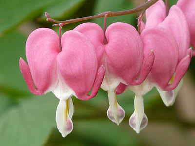 pink and white flowers thumbnail