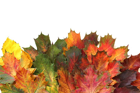 maple leaves thumbnail